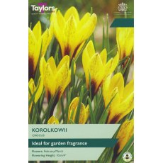 TAYLORS Crocus Korolkowii TAYLORS Crocus Korolkowii