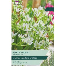 TAYLORS Ornithogalum White Trophy TAYLORS Ornithogalum White Trophy