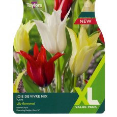 TAYLORS Tulip Joie De Vivre Mix TAYLORS Tulip Joie De Vivre Mix