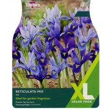 TAYLORS Iris Reticulata Mixed TAYLORS Iris Reticulata Mixed