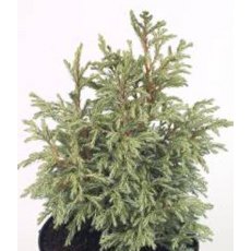 Chamaecyparis pisifera 'Baby Blue'  3L