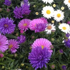 AUTUMN POT Aster dumosus 'Alpha Universe'   1L AUTUMN POT Aster dumosus 'Alpha Universe'   1L
