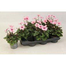 Cyclamen Illusia 'Light Pink'   9cm Cyclamen Illusia 'Light Pink'   9cm
