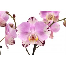 Phalaenopsis 'Art Nouveau' 2t 16+   12cm Phalaenopsis 'Art Nouveau' 2t 16+   12cm