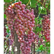 Grapevine (Vitis) 'Flame Seedless' (G/R/S)  3L Grapevine (Vitis) 'Flame Seedless' (G/R/S)  3L