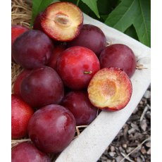 Mirabelle (Prunus) 'Gypsy' - Bush - St J.A.   12L Mirabelle (Prunus) 'Gypsy' - Bush - St J.A.   12L