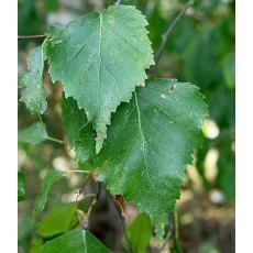 Betula pendula   12L Betula pendula   12L