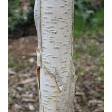 Betula utilis var. jacquemontii   12L Betula utilis var. jacquemontii   12L