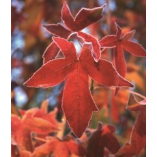 Liquidamber styraciflua 'Palo Alto'   12L Liquidamber styraciflua 'Palo Alto'   12L