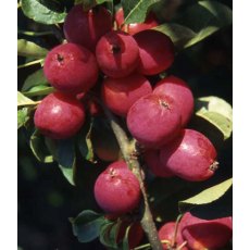 Malus 'Pink Glow'   12L Malus 'Pink Glow'   12L