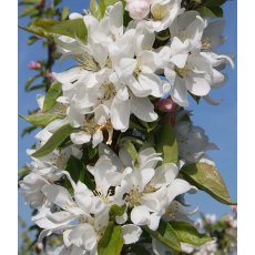 Malus 'Pink Glow'   12L Malus 'Pink Glow'   12L