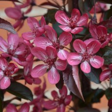 Malus toringo 'Aros'   12L Malus toringo 'Aros'   12L