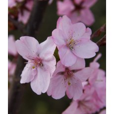 Prunus 'Jacqueline'   12L Prunus 'Jacqueline'   12L
