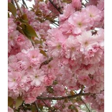 Prunus 'Kanzan'   12L Prunus 'Kanzan'   12L
