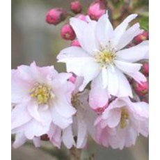 Prunus x subhirtella 'Autumnalis Rosea'   12L Prunus x subhirtella 'Autumnalis Rosea'   12L