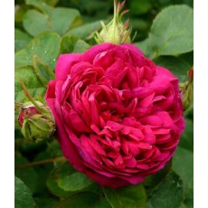 Rose 'De Resht'  4Ldp