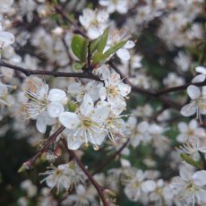 BARE-ROOT HEDGING Prunus spinosa (10 Plants)  40-60 1/1