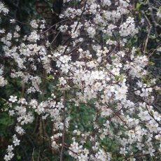 BARE-ROOT HEDGING Prunus spinosa (10 Plants)  40-60 1/1