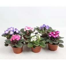 Saintpaulia Mix   12cm