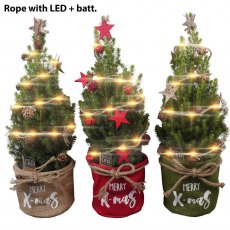 Picea glauca conica with Lights