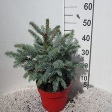 CHRISTMAS TREE Picea pungens 'Superblue'   35/40cm 5L (POTTED)
