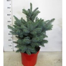 CHRISTMAS TREE Picea pungens 'Superblue'   50/60cm 10L (POTTED)