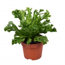 Asplenium antiq Leslie 12cm Asplenium antiq Leslie 12cm