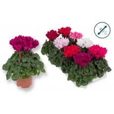 Cyclamen SS Compact XXL   10.5cm