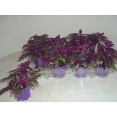 Gynura variegata   7cm