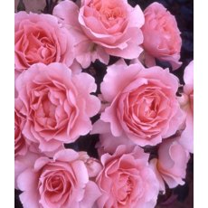 Rose 'L'Aimant'   5Ldp