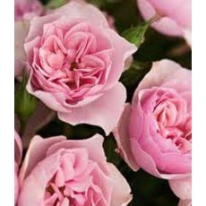 Rose 'Natasha Richardson'   5Ldp