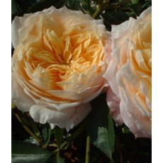 Rose 'Ginger Syllabub'  5Ldp