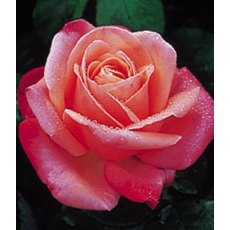 Rose 'Silver Jubilee'   5Ldp