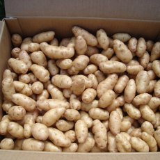 SEED POTATO - SALAD 'Anya' - 5 Tubers