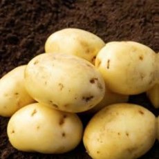 SEED POTATO - SECOND EARLY 'Sagitta' - 2.5kg