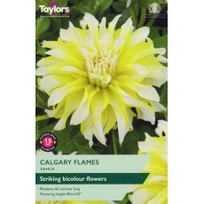 TAYLORS Dahlia Calgary Flames