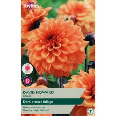 TAYLORS Dahlia David Howard