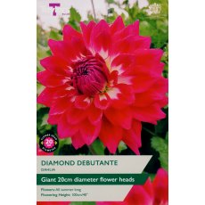 TAYLORS Dahlia Diamond Debutante