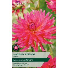 TAYLORS Dahlia Magenta Festival