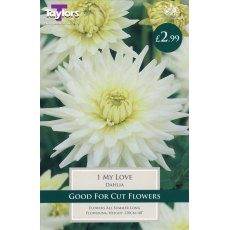 TAYLORS Dahlia My Love