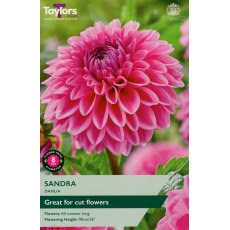 TAYLORS Dahlia Sandra
