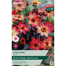 TAYLORS Dahlia Star Wars