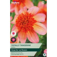TAYLORS Dahlia Totally Tangerine