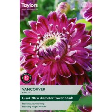 TAYLORS Dahlia Vancouver