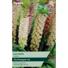 TAYLORS Eucomis Comosa