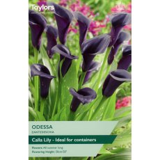 TAYLORS Zantedeschia Odessa