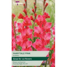 TAYLORS Gladioli Fairytale Pink TAYLORS Gladioli Fairytale Pink