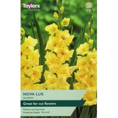 TAYLORS Gladioli Nova Lux TAYLORS Gladioli Nova Lux