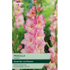 TAYLORS Gladioli Priscilla TAYLORS Gladioli Priscilla