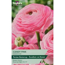 TAYLORS Ranunculus Candy Pink